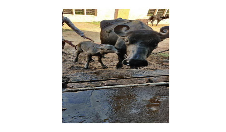 Birth of a buffalo calf made by the IVF technique of artificial insemination