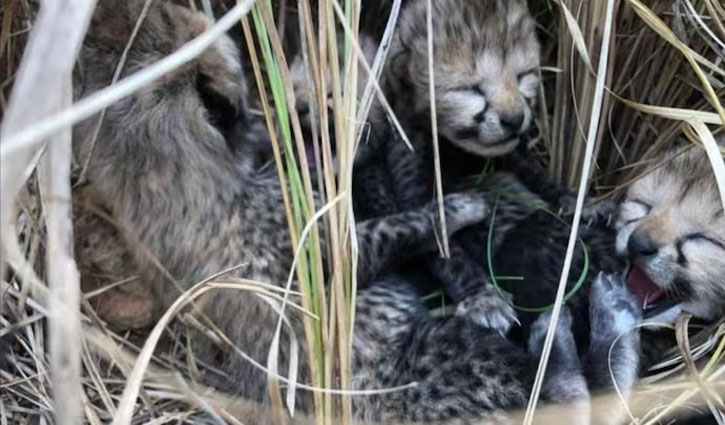 Namibian cheetah gave birth to 4 cubs in Madhya Pradesh's Kuno National Park