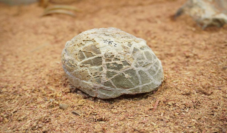 Dinosaur fossils and eggs become center of attraction for children