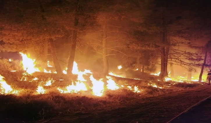 11 people killed in devastating forest fire in Los Angeles, death toll feared to rise