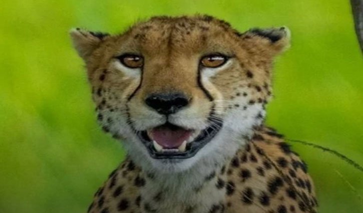 Cheetah at Kuno National Park dies from gunshot pellets; Central government sends high-level team to investigate
