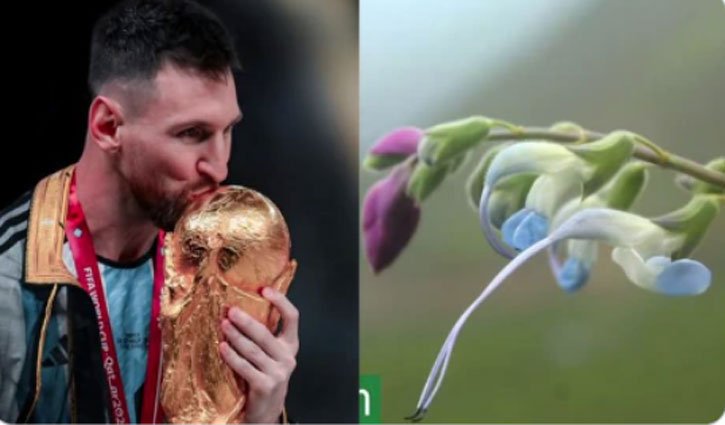 Another achievement for Lionel Messi: a new plant species has been named after him.
