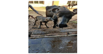 Birth of a buffalo calf made by the IVF technique of artificial insemination