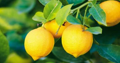 Thieves stole 60 kg lemons in Shahjahanpur