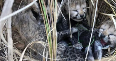 Namibian cheetah gave birth to 4 cubs in Madhya Pradesh's Kuno National Park