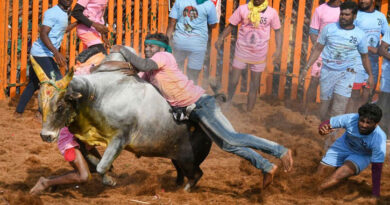 Important decision of the Supreme Court: Legal validity of Jallikattu remains intact, Tamil Nadu government's rules are recognized