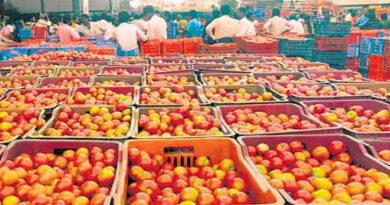 Tomato prices skyrocket once again in Delhi, Mother Dairy is selling tomatoes at Rs 259 per kg