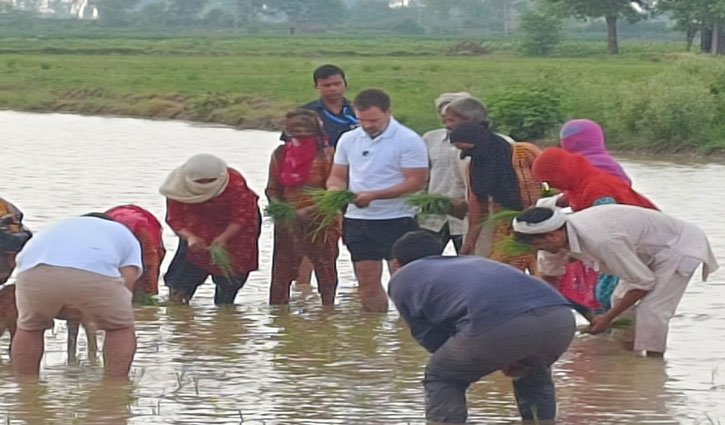 Rahul Gandhi planted paddy with farmers in Sonepat, Haryana