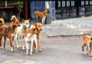 "India has been portrayed in a bad light": Supreme Court slams states over stray dog ​​issue