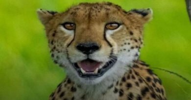 Cheetah at Kuno National Park dies from gunshot pellets; Central government sends high-level team to investigate