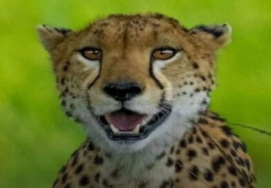 Cheetah at Kuno National Park dies from gunshot pellets; Central government sends high-level team to investigate