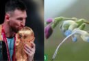 Another achievement for Lionel Messi: a new plant species has been named after him.